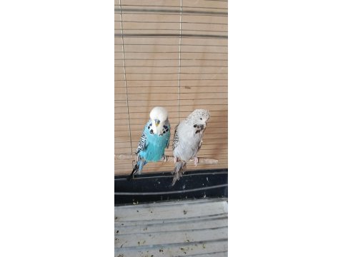 Show jumbo eşli erkek uysal muhabbet kuşumuz