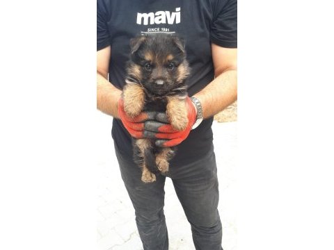 Alman kurdu yavrucuklar