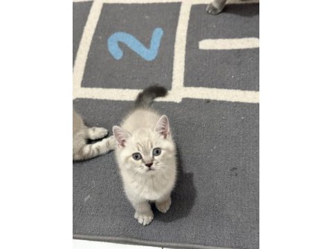 Değerinin altında ayı suratlı lynx point british