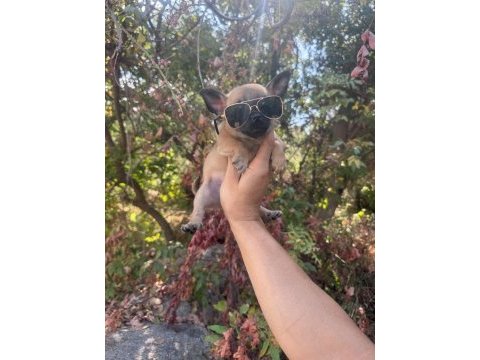 0 ve 1 numara chihuahua bebeklerim gelmiştir