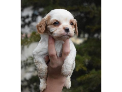 Kaliteli cavalier king charles spaniel yavruları