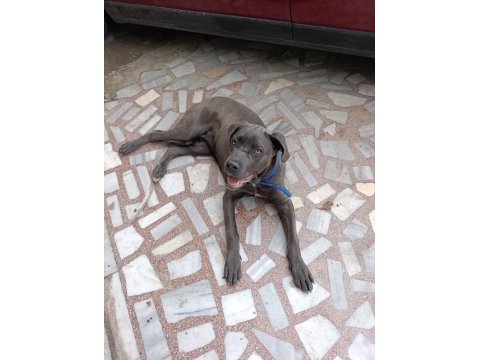 Safkan aa++ cane corso istanbul