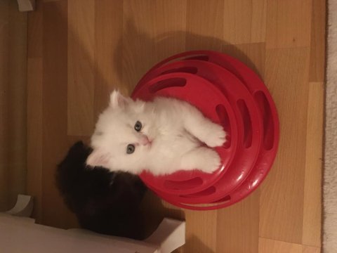 Pamuk british longhair yavrular