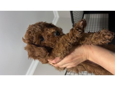 Koyu poodle sevenler kıvır kıvır bebekler