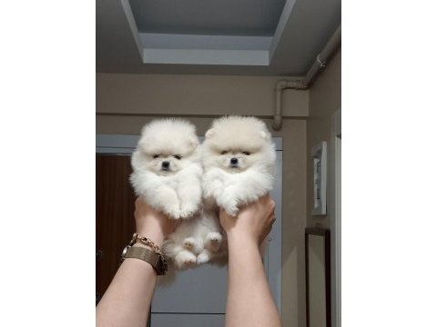 2.5 aylık mini dişi pomeranian yavrular