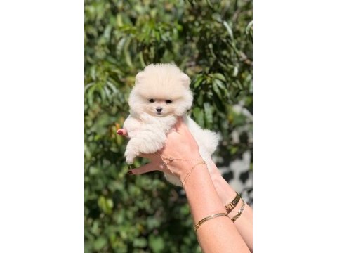 Sağlık ve ırk garantili pomeranian
