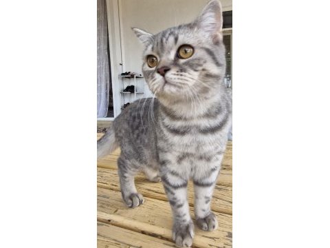 British shorthair erkek kedimiz