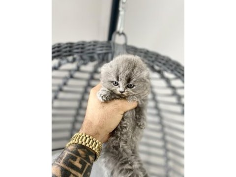 Saf kan ırk scottish fold tüm türkiye getirme şansımız var