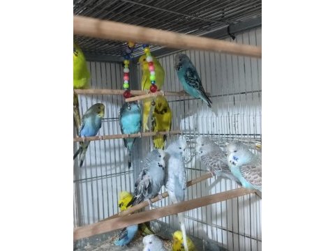 Jumbo ve show muhabbet kuşlar