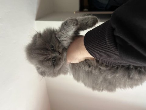 Şecere belgeli scottish fold yavrular