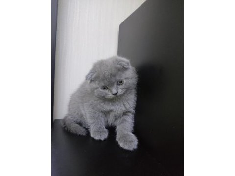 Bristh shorthair ve scotih fold yavrularimiz