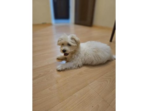 Köpeğimiz 3 aylık dünya tatlısı