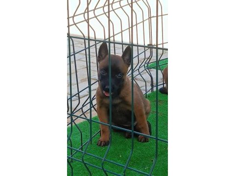 Irk garantili malinois yavrularımız