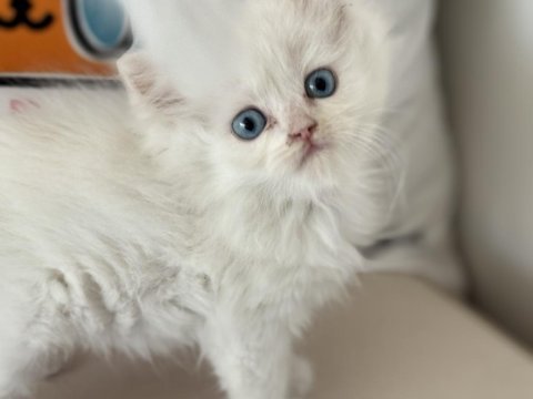 Kar beyaz mavi gözlü british shorthair yavrular