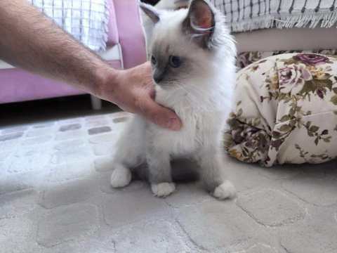 Ragdoll bebekler