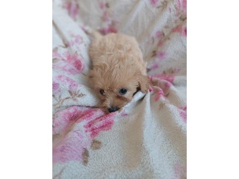 Dişi maltipoo 2 aylık