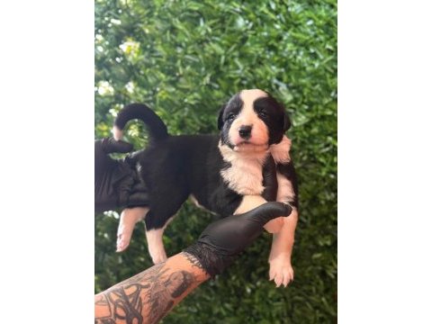 Burkemden a kalite border collie yavrular
