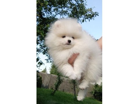 Petmode köpek çiftliğinden tea cup pomeranian 