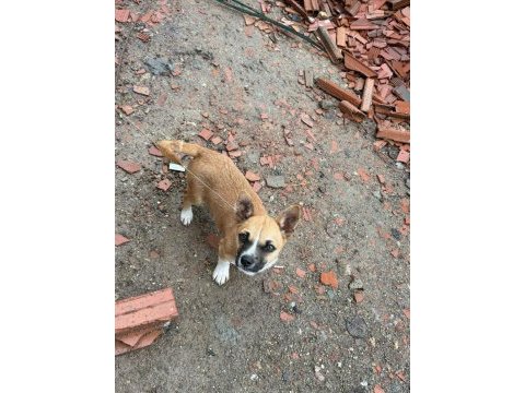 4 aylık küçük ırk erkek köpeğimiz