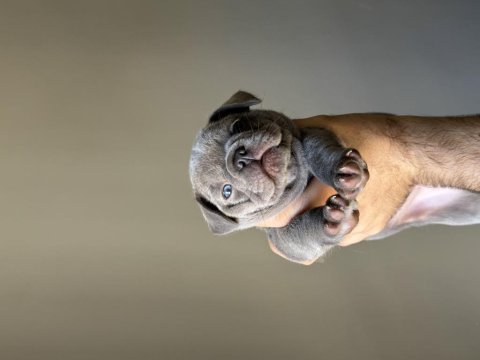 İzmir french bulldog köpekler