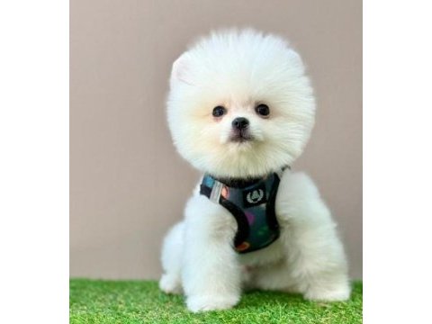 Sevimli pomeranian boo yavrularımız