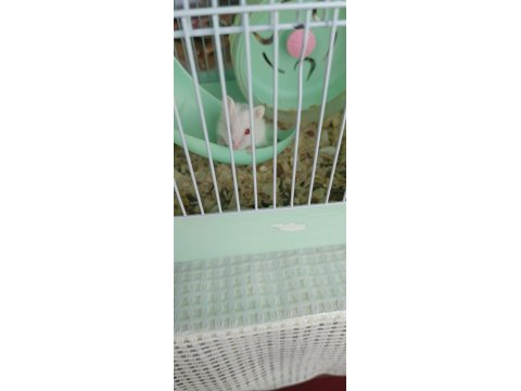 Albino hamster yavruları