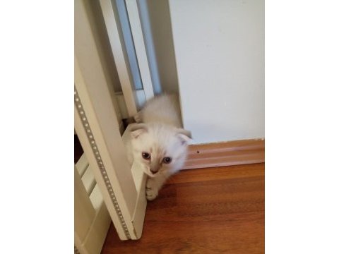 1 mayıs doğumlu british