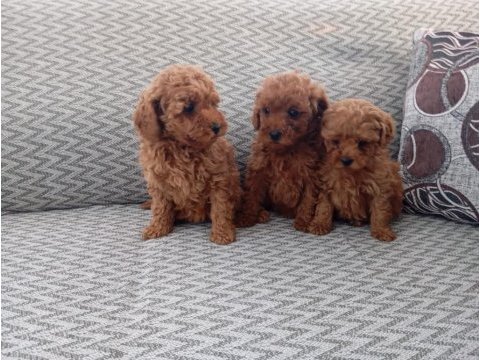 Poodle yavruları