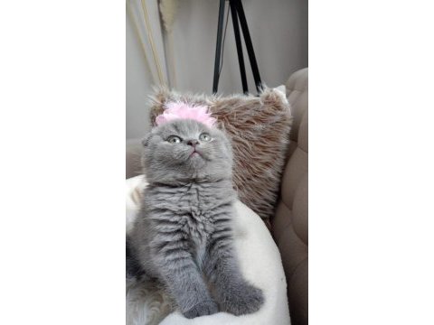 British shorthair yuvasını arıyor ücretlidir