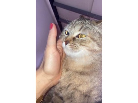 British shorthair kedilerim sahiplendirilecektir