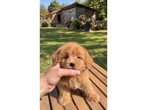 Red maltipoo kızımız