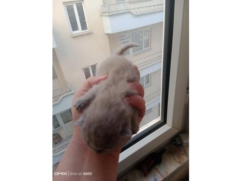 British shorthair bebeklerimiz yeni sahibini bekliyor