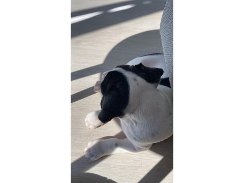 Anne altından orjinal baby face fransız bulldog