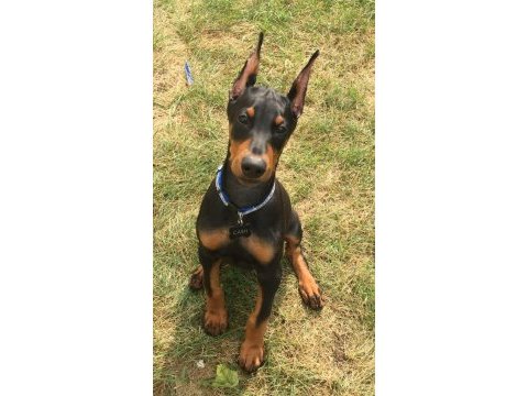 Baby kızıl siyah doberman