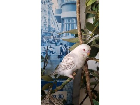 Yavru albino muhabbet kuşu