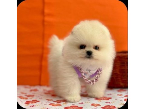 Safkan pomeranian yavrular