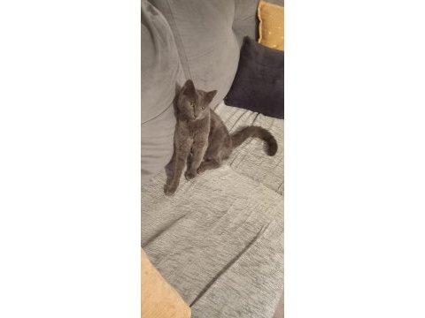 Sevgi pıtırcığı kedimiz 5 aylık