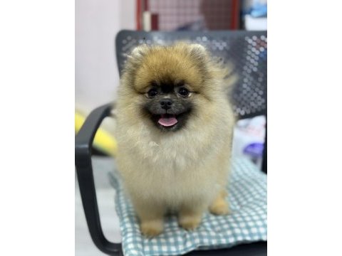 Ayı surat pomeranian boo