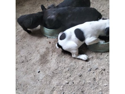 İlgilenen arkadaşlara french bulldog