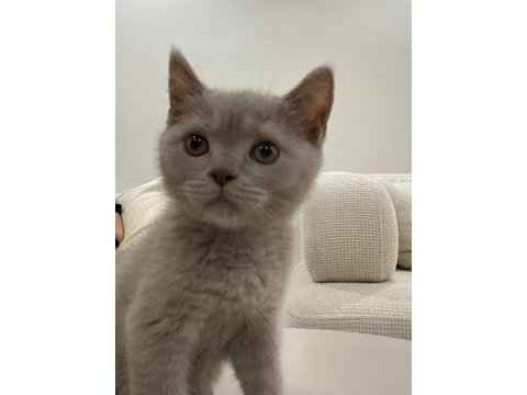 British shorthair kedimizi sahiplendiriyoruz