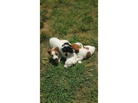 Show kalite fırlama jack russell terrier yavruları