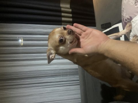 Chihuahua elma kafa