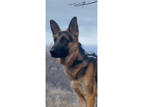 Şecereli alman kurdu köpeğimi sahiplendiriyorum