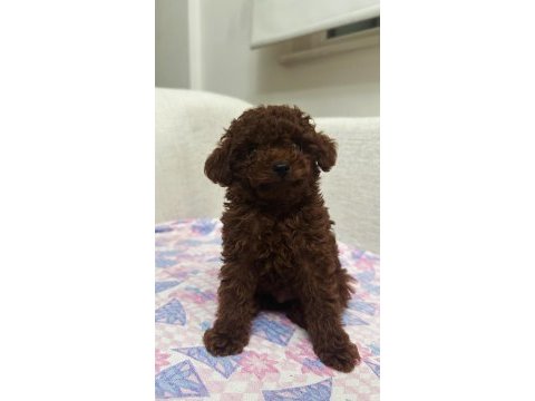 Erkek teacup dark redbrown kore poodle