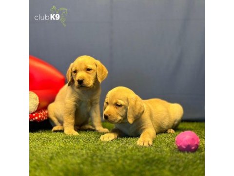 Renk renk labrador yavrularımız