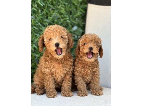 Poodle yavruları