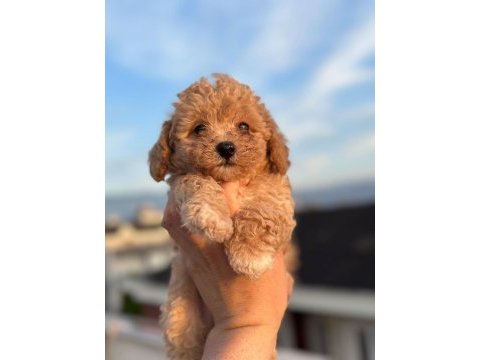 Teacup apricot toy poodle