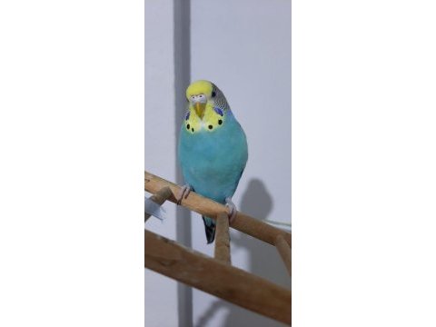 2 yarı evcil muhabbet kuşu