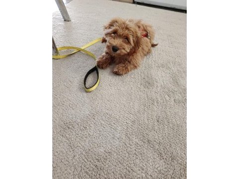 Poodle köpeğimiz