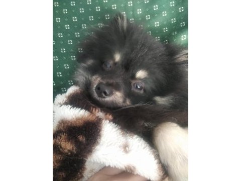 7 aylık dişi şecereli aşıları tam çipsiz pomeranian